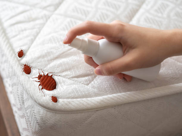 Best Spider Control Near Me  in Dupont, PA