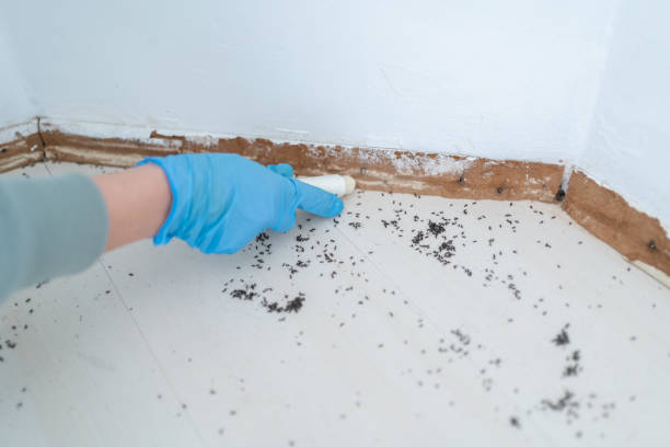 Best Local Pest Control Services  in Dupont, PA